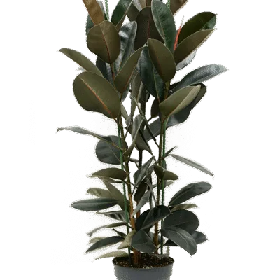 Ficus elastica 'Abidjan' - 115