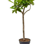 Ficus lyrata - Stam