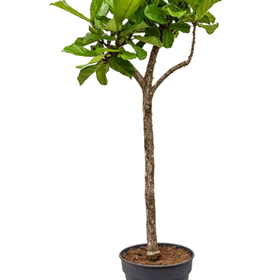 Ficus lyrata - Stam