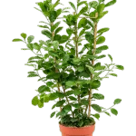 Ficus microcarpa 'Moclame'