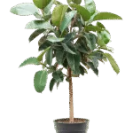 Ficus elastica ‘Robusta’ – Rubberplant - Stam