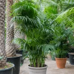 Howea forsteriana - 300