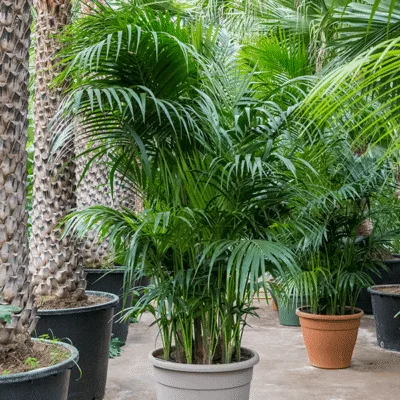 Howea forsteriana - 300