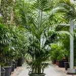 Howea forsteriana - 260