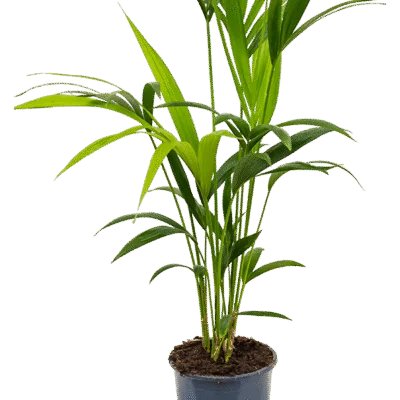 Howea forsteriana - 80