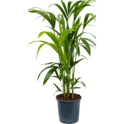 Howea forsteriana - 100