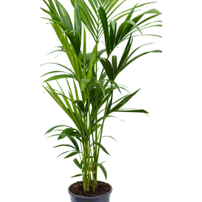 Howea forsteriana - 120