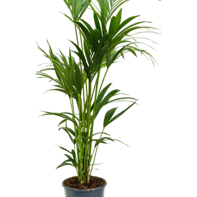 Howea forsteriana - 140