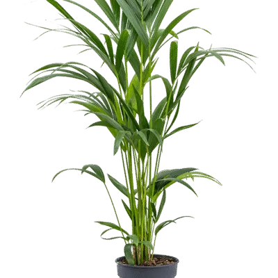 Howea forsteriana - 100