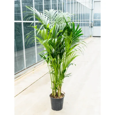 Howea forsteriana - 200