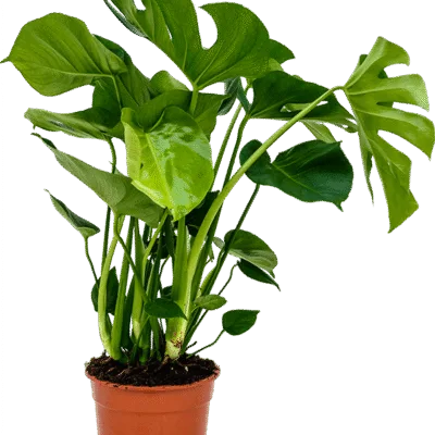 Monstera deliciosa - 75