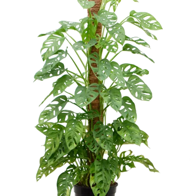 Monstera adansonii – op mosstok - 120
