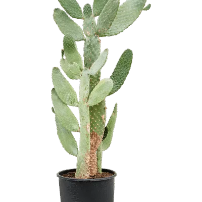 Opuntia paradisi consolea - 30
