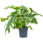 Philodendron selloum