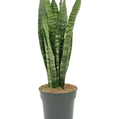Sansevieria zeylanica - 80