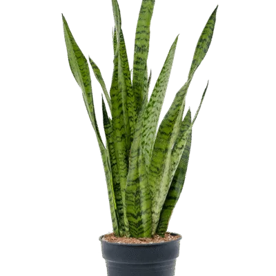 Sansevieria zeylanica - 70