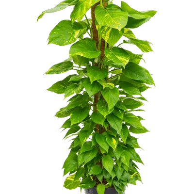 Epipremnum aureum - Op mosstok - 150