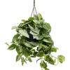 Scindapsus pictus 'Silvery Ann'- Hangplant