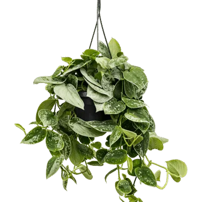 Scindapsus pictus 'Silvery Ann'- Hangplant