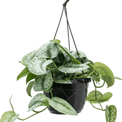 Scindapsus pictus 'Trebie' - Hangplant