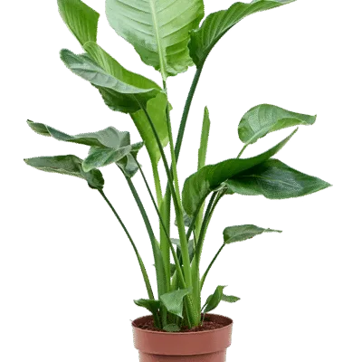 Strelitzia nicolai – Paradijsvogelplant 2-3pp - 75