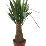 Yucca elephantipes - Stam