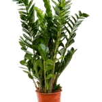Zamioculcas zamiifolia