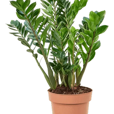 Zamioculcas zamiifolia - 100