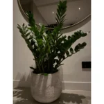 Zamioculcas Zamiifolia in Baq Algar Sierpot – ca. 110 cm – Compleet opgemaakt