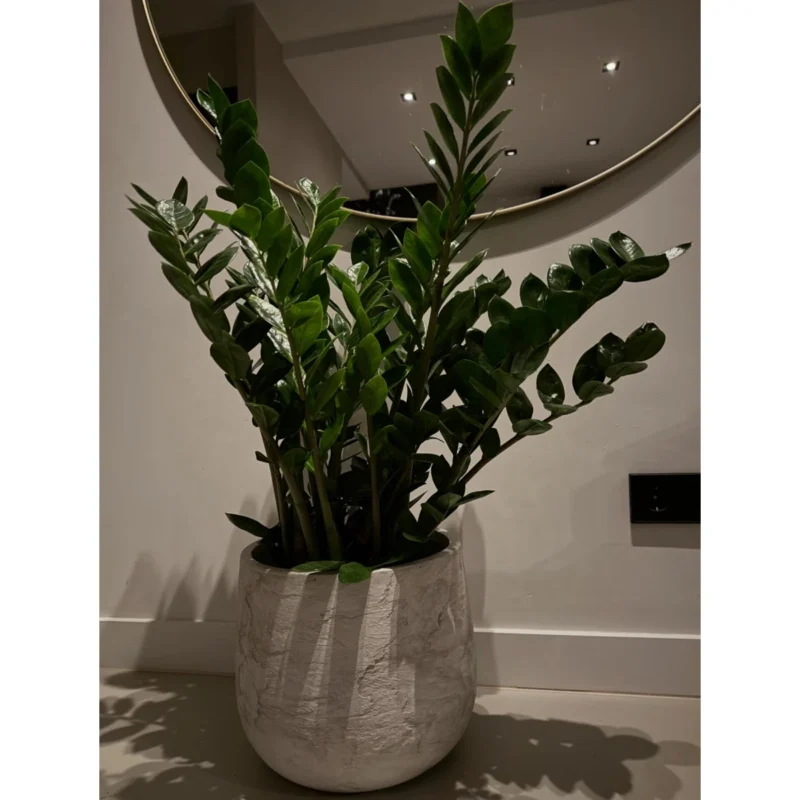 Zamioculcas Zamiifolia in Baq Algar Sierpot – ca. 110 cm – Compleet opgemaakt
