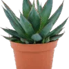 Agave Zaka Zula