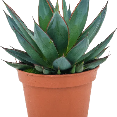 Agave Zaka Zula
