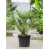 Chamaerops humilis – Europese dwergpalm