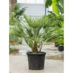 Dwergpalm – Bush