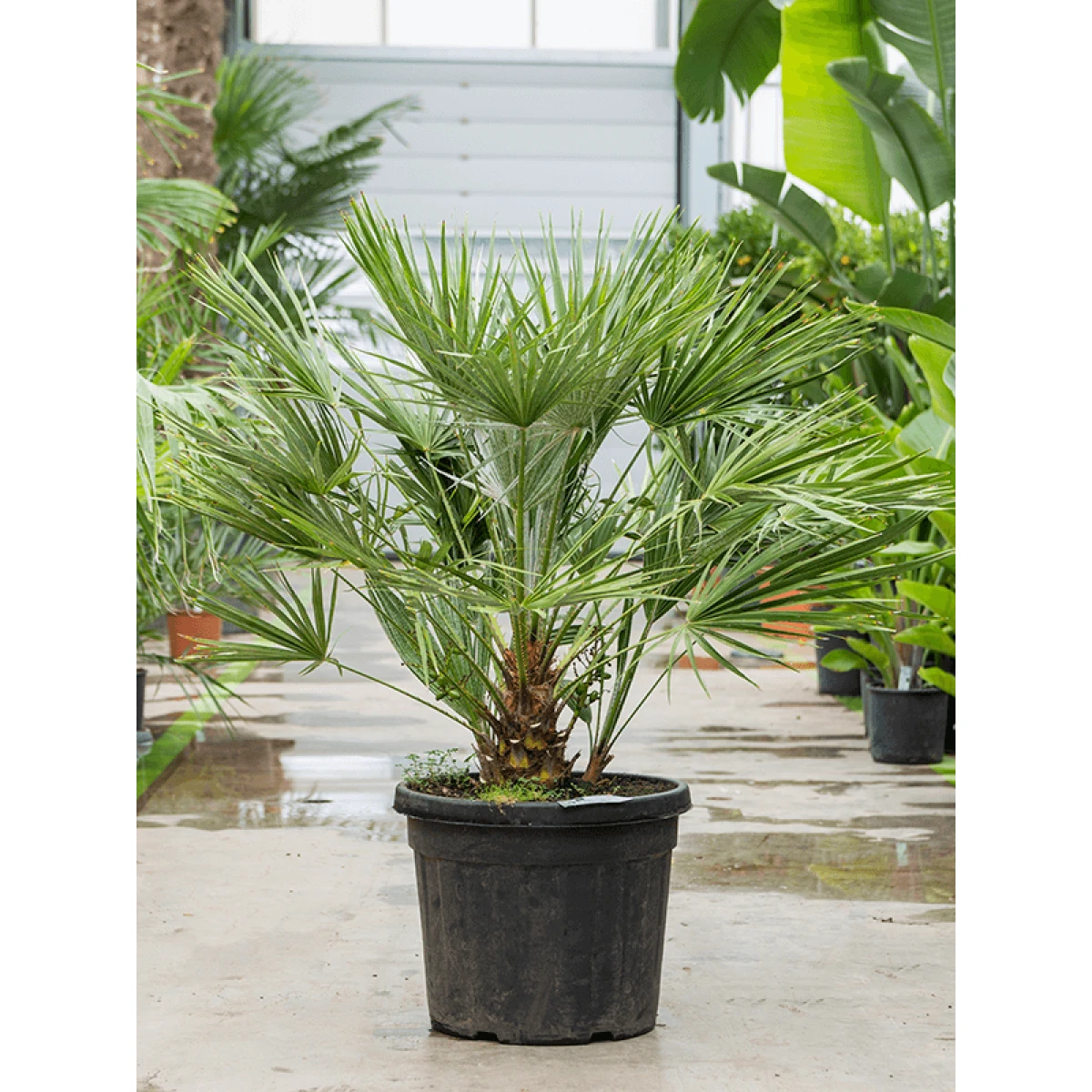 Chamaerops kopen bij Plantscount
