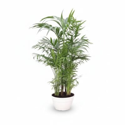 Chamaedorea elegans - 80