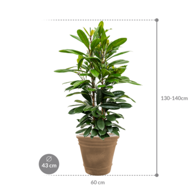 Ficus cyathistipula in Terra Cotta Doppio - afbeelding 2