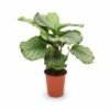 Calathea Orbifolia – Grote Bladplant met Zilvergroene Strepen kopen bij Plantscount