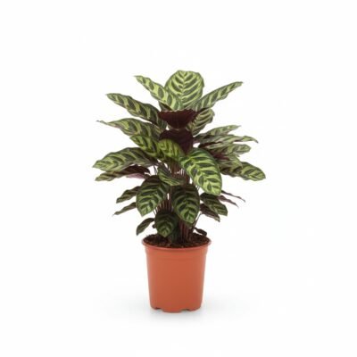 Calathea makoyana - 65