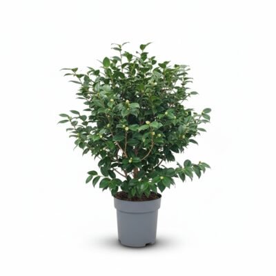 Camellia japonica - Stam - 130