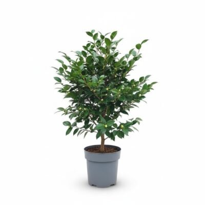 Camellia japonica - Stam - 125
