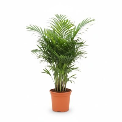 Chamaedorea elegans - 75