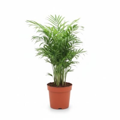 Chamaedorea elegans - 60