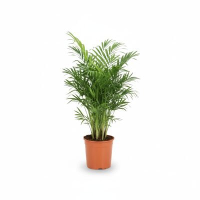 Chamaedorea elegans - 80