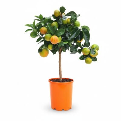 Citrus × microcarpa ‘Arcobal’ – calamondin op stam - 60