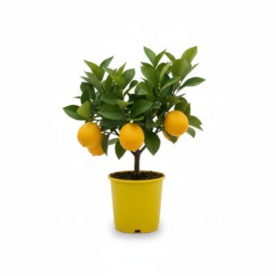 Citrus × meyeri – Meyer citroen op stam - 35