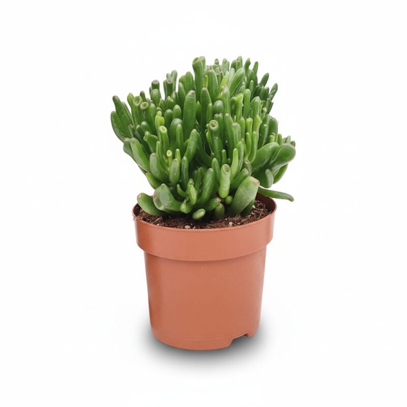 Crassula ovata Hobbit