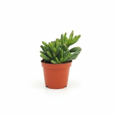 Crassula ovata Hobbit - 8.5 / 12
