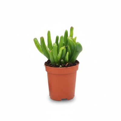 Crassula ovata Hobbit - 5 / 10