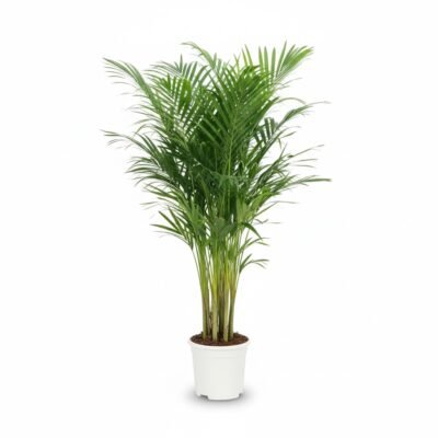 Areca Palm (Dypsis lutescens) - 140